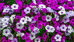 Så petunior i januari: så lyckas du med groning och får starka plantor utan spaghettikvistar