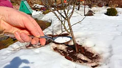Är det värt att sprida gödsel på snön – och i så fall hur och när gör man det rätt?